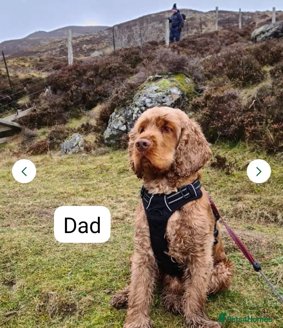 Cocker Spaniel dogs for sale: 🐾pedigree Show cocker spaniel🐾 - Image 9
