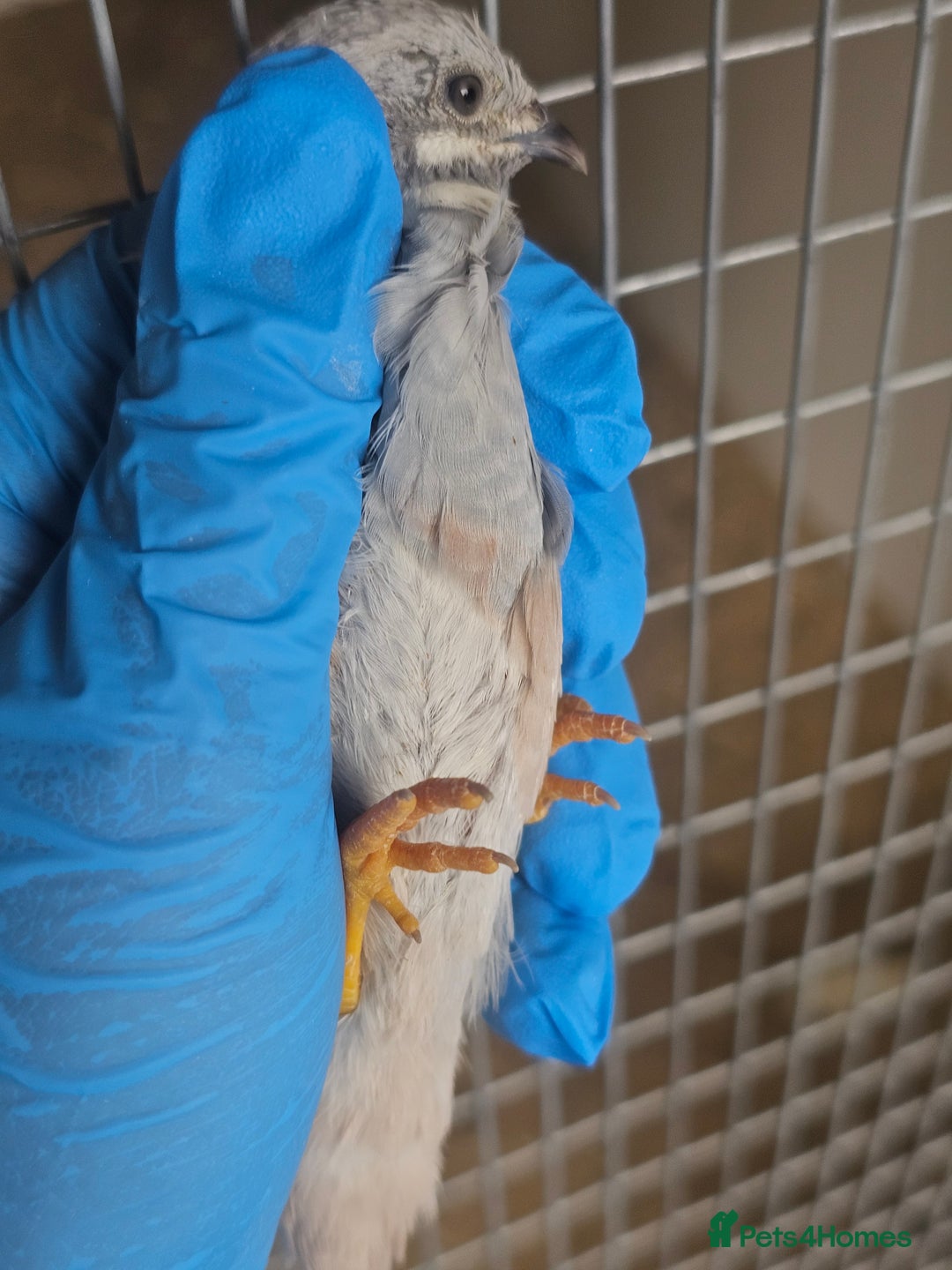 Quail poultry for sale:  Silver Red-Breasted Button Quail  - Image 3