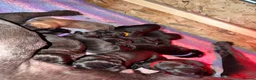 Great Dane dogs for sale: Champion blood exceptional quality black GreatDane - Advert 21
