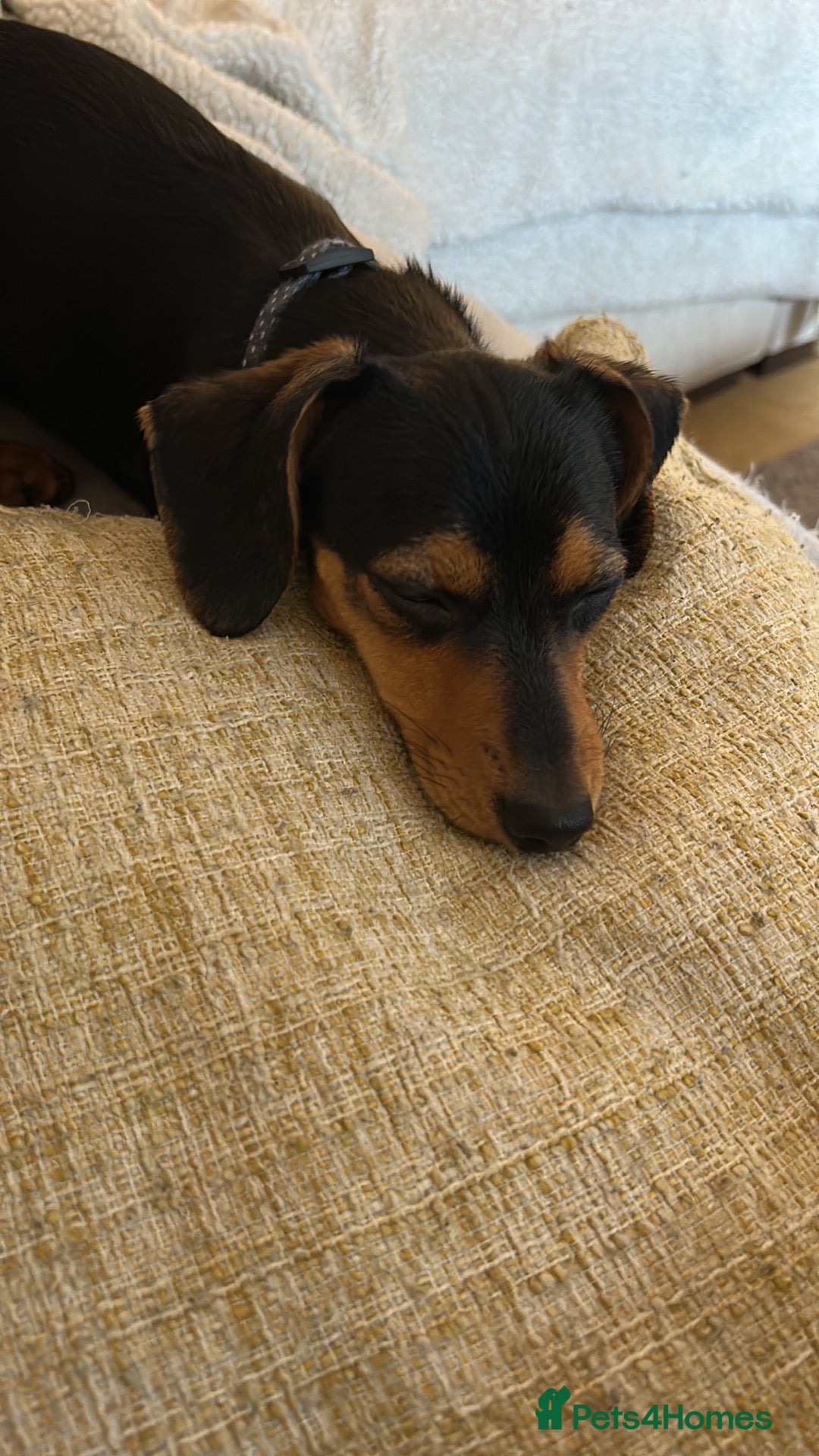 Mixed Breed dogs Dachshund/Yorkie Cross - 11 Months old - Advert 6