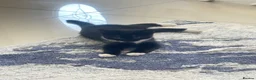 Domestic Shorthair cats for sale:  **  kitten  in Bolton - Advert 7
