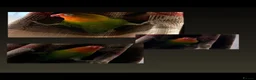 Lovebirds birds for sale: Super clingy and loving birds for sale as a pair - Advert 4