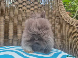 Angora rabbits 💙💗 Stunning Teddydwerg babies available💗 💙 - Advert 9