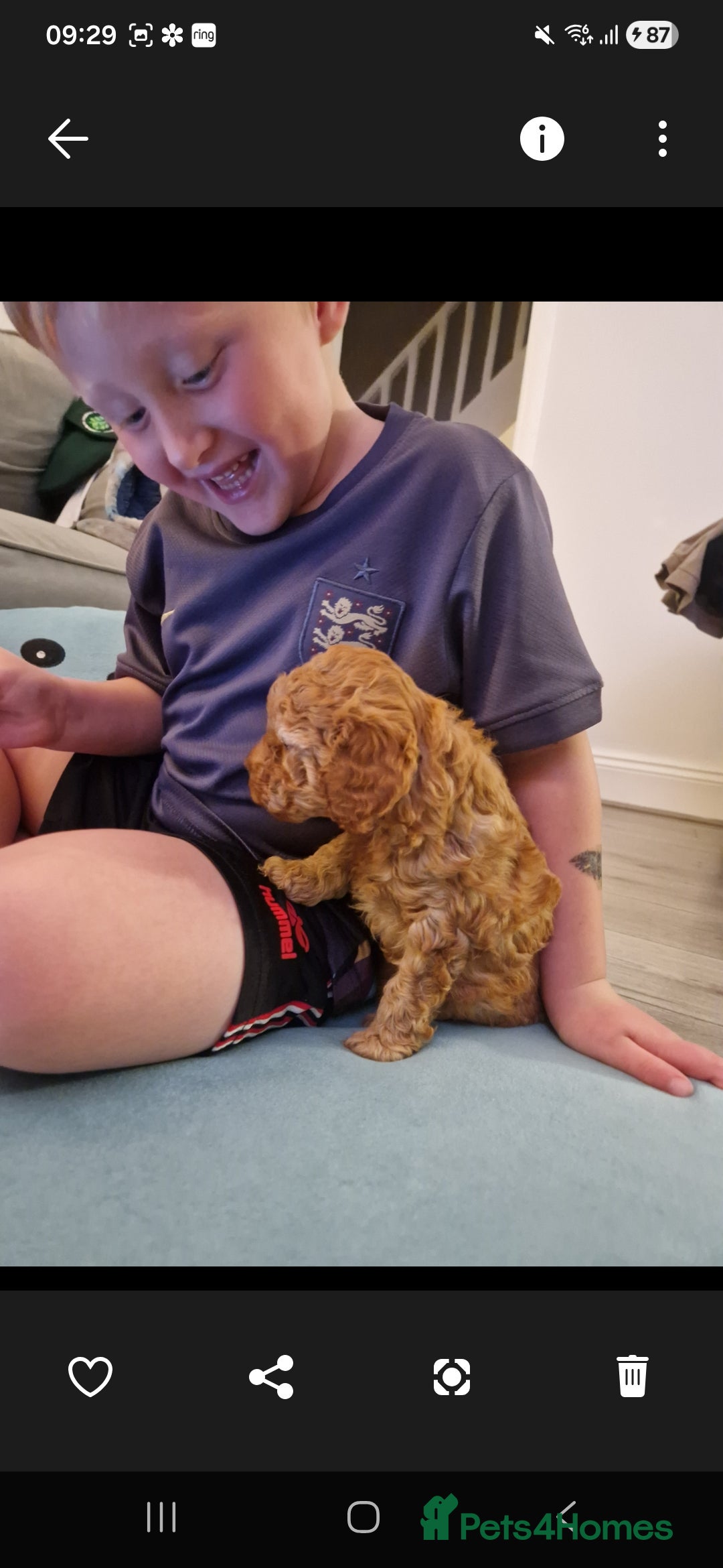 Cockapoo dogs for sale: Adorable red f1b toy cockapoos  - Advert 19