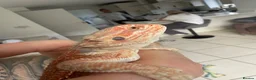 Bearded Dragon reptiles for sale: Beautiful Blue bar Bearded Dragon - Advert 3
