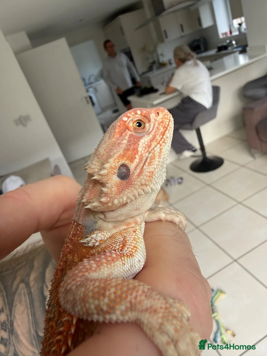 Bearded Dragon reptiles for sale: Beautiful Blue bar Bearded Dragon - Advert 3