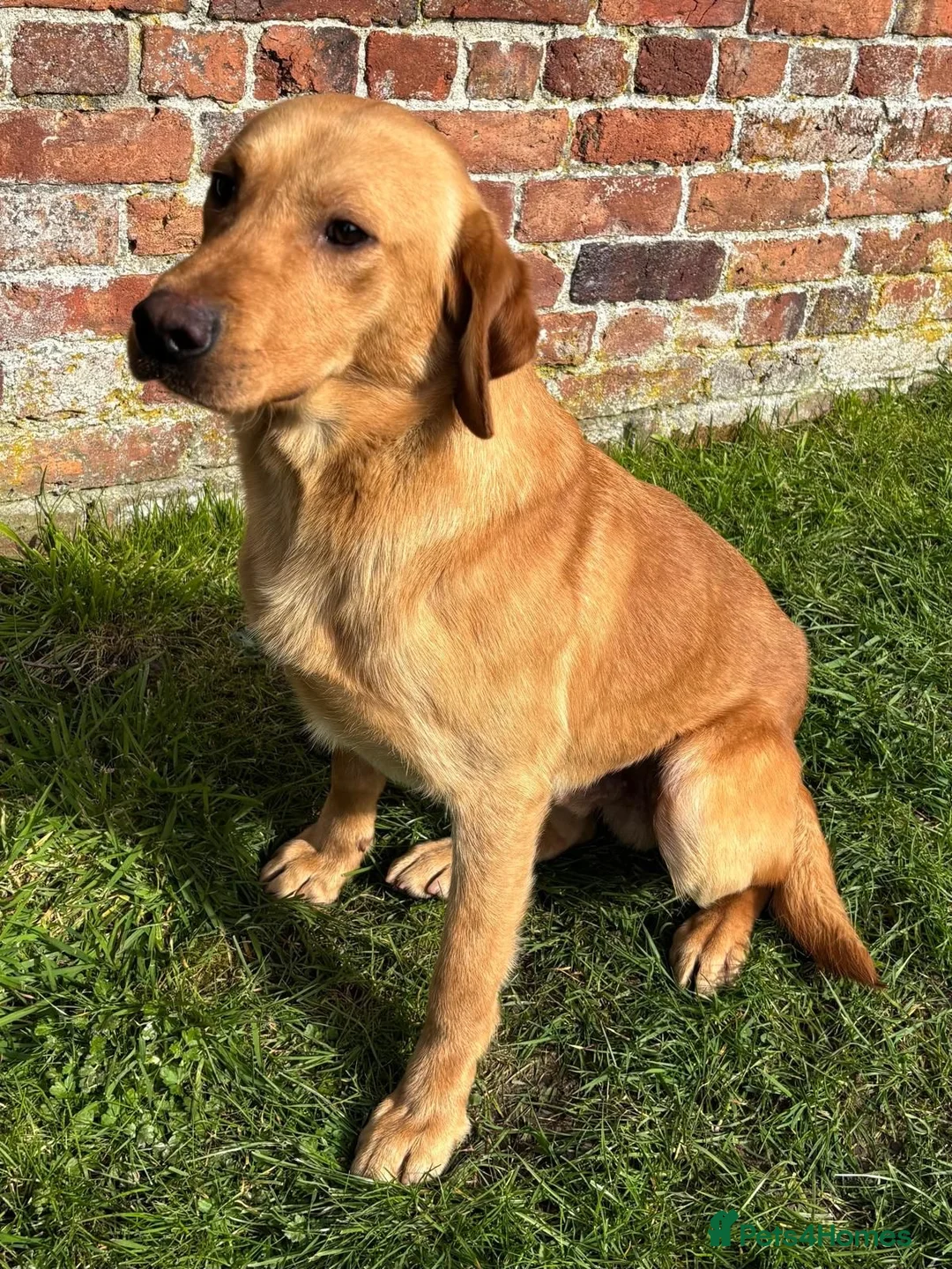 Labrador Retriever dogs for stud: Outstanding KC Registered Labrador Stud Available in Welshpool - Advert 2