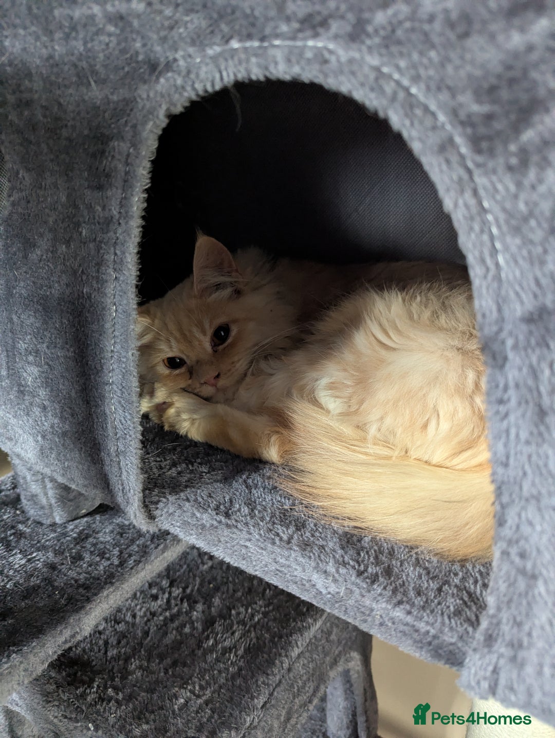 Maine Coon cats for sale: Maincoon - Advert 2