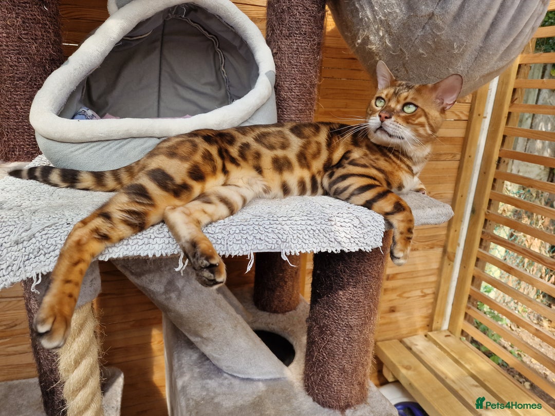 Bengal cats for stud: Bengal cat for stud, Calvin. in Peterborough - Advert 6