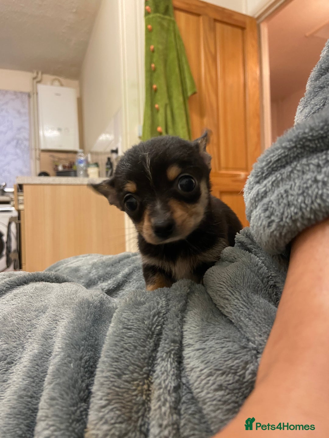 Chihuahua dogs for sale: 2 male chi pups for sale derby - Advert 7