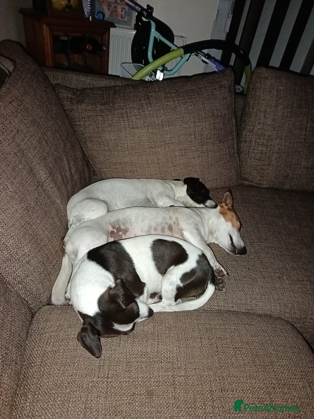 Jack Russell dogs for sale: stunning Jack Russell puppies  - Advert 5