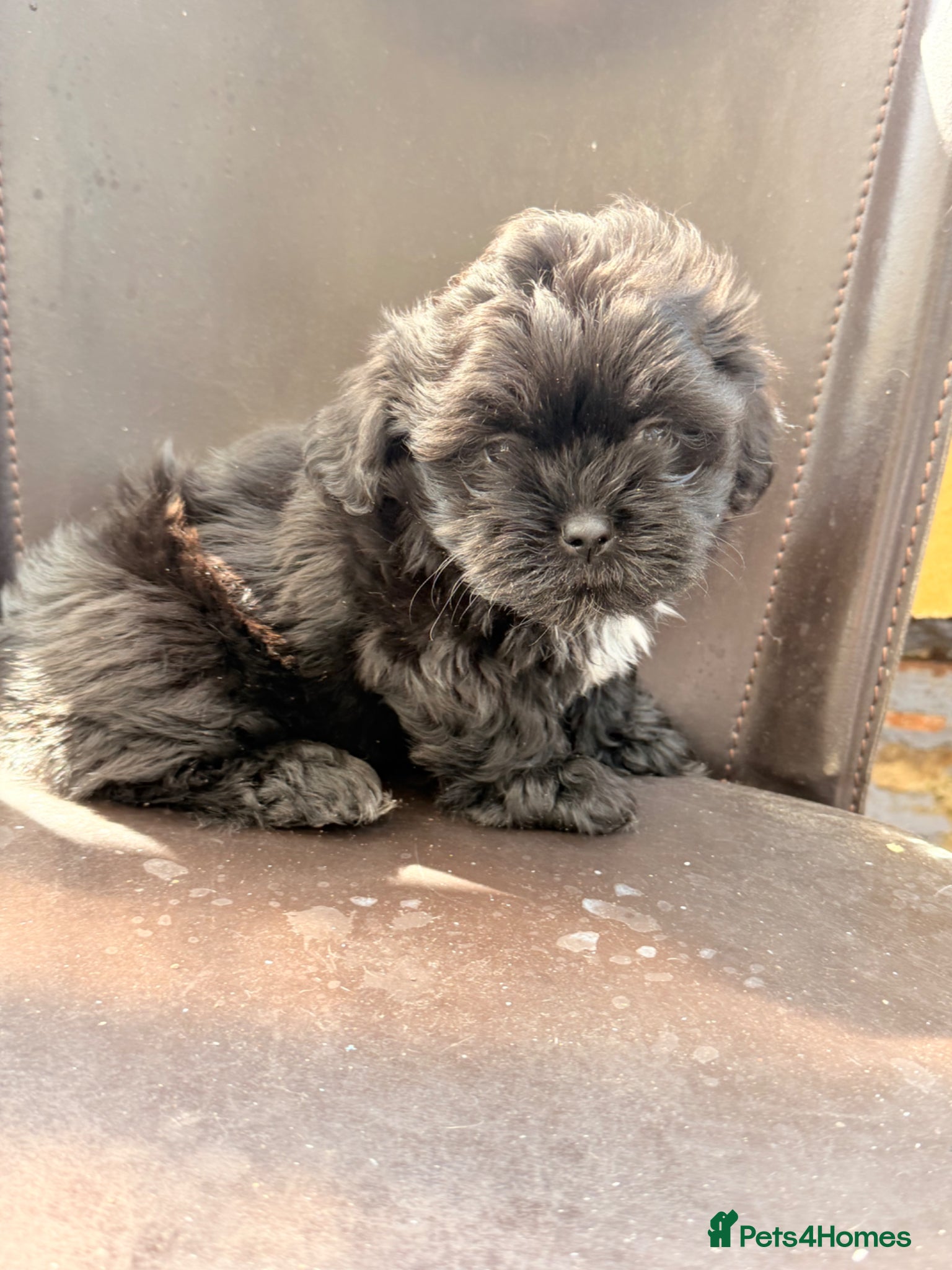 Mixed Breed dogs Shi tzu - Advert 17