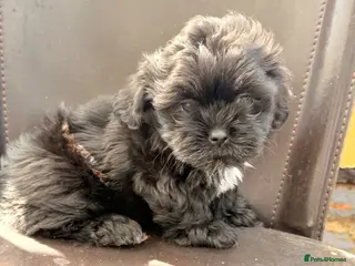Mixed Breed dogs Shi tzu - Advert 17