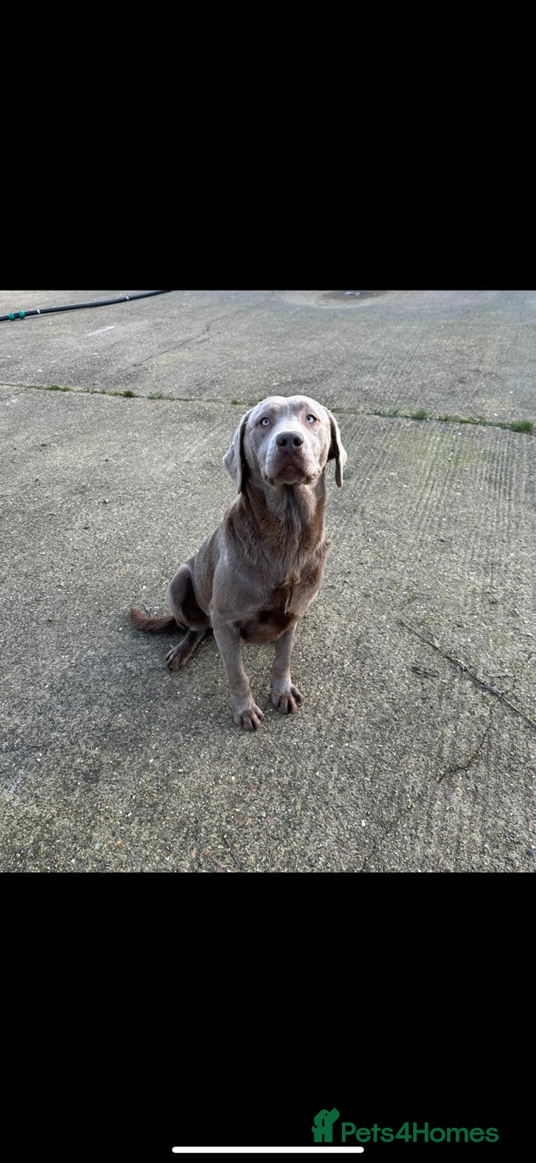 Labrador Retriever dogs for sale: Adorable Silver Labrador Puppies  - Image 25
