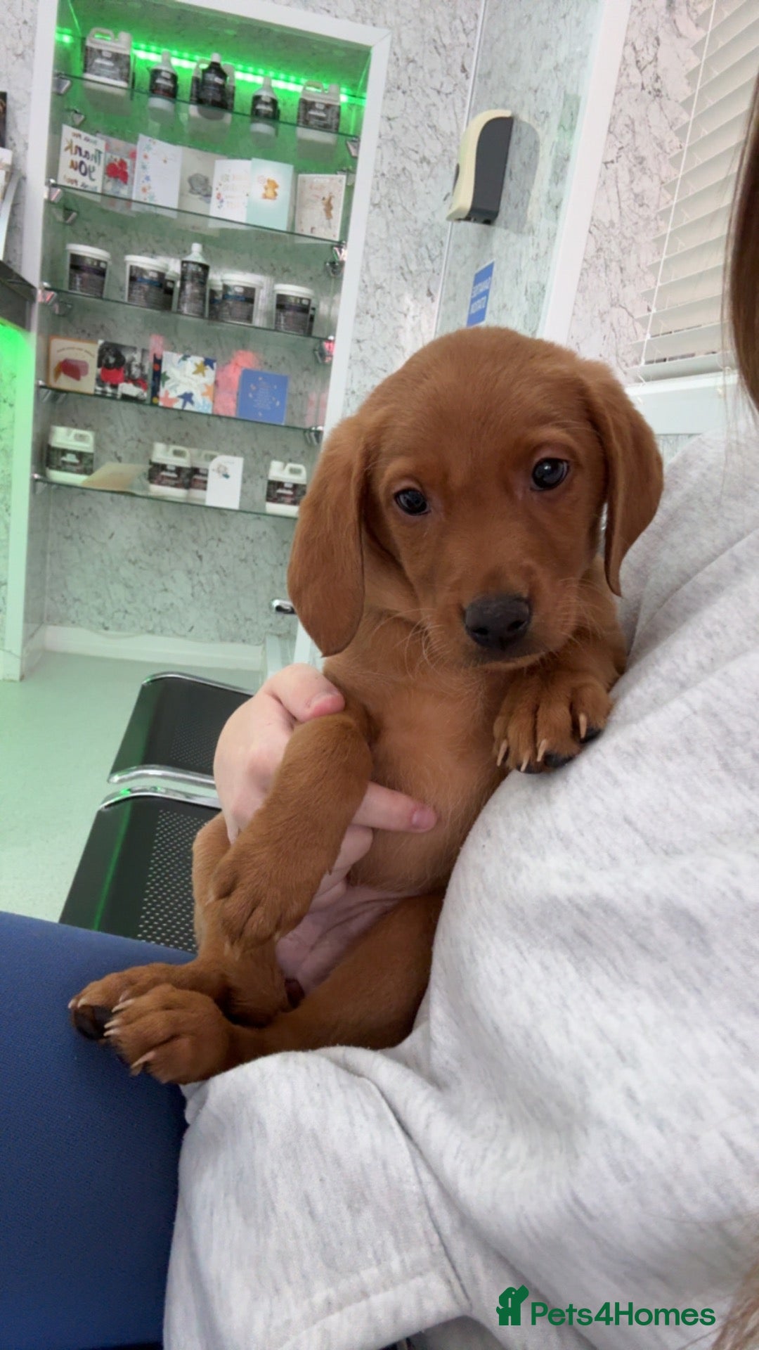 Labrador Retriever dogs ‼️7 Gorgeous DARK fox red Labrador puppies‼️ - Advert 12