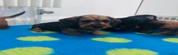 Miniature Dachshund dogs for sale: Miniature dachshund Wirehaired  - Advert 7