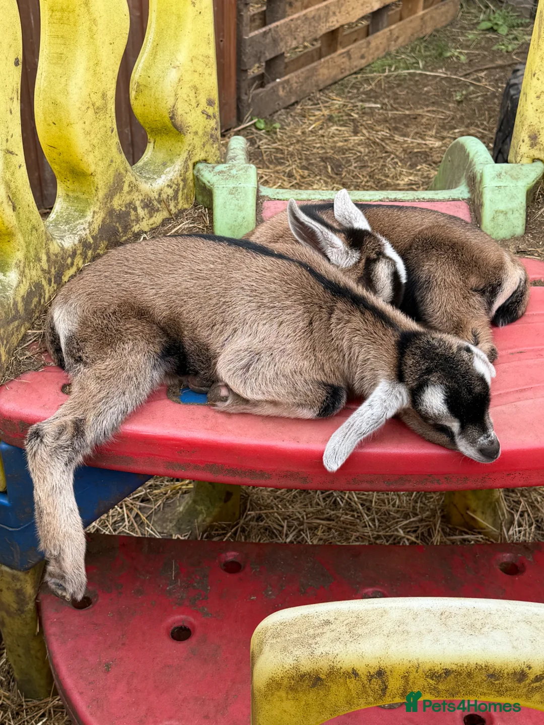 Goats livestock for sale: Pygmy x Billy’s  - Advert 1