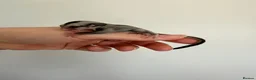 Sugar Glider rodents for sale: Joeys now OOP! 2 available  - Advert 10