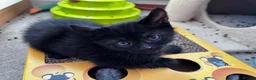 Mixed Breed cats for sale: Adorable bengal&tabby mix kittens  - Advert 21