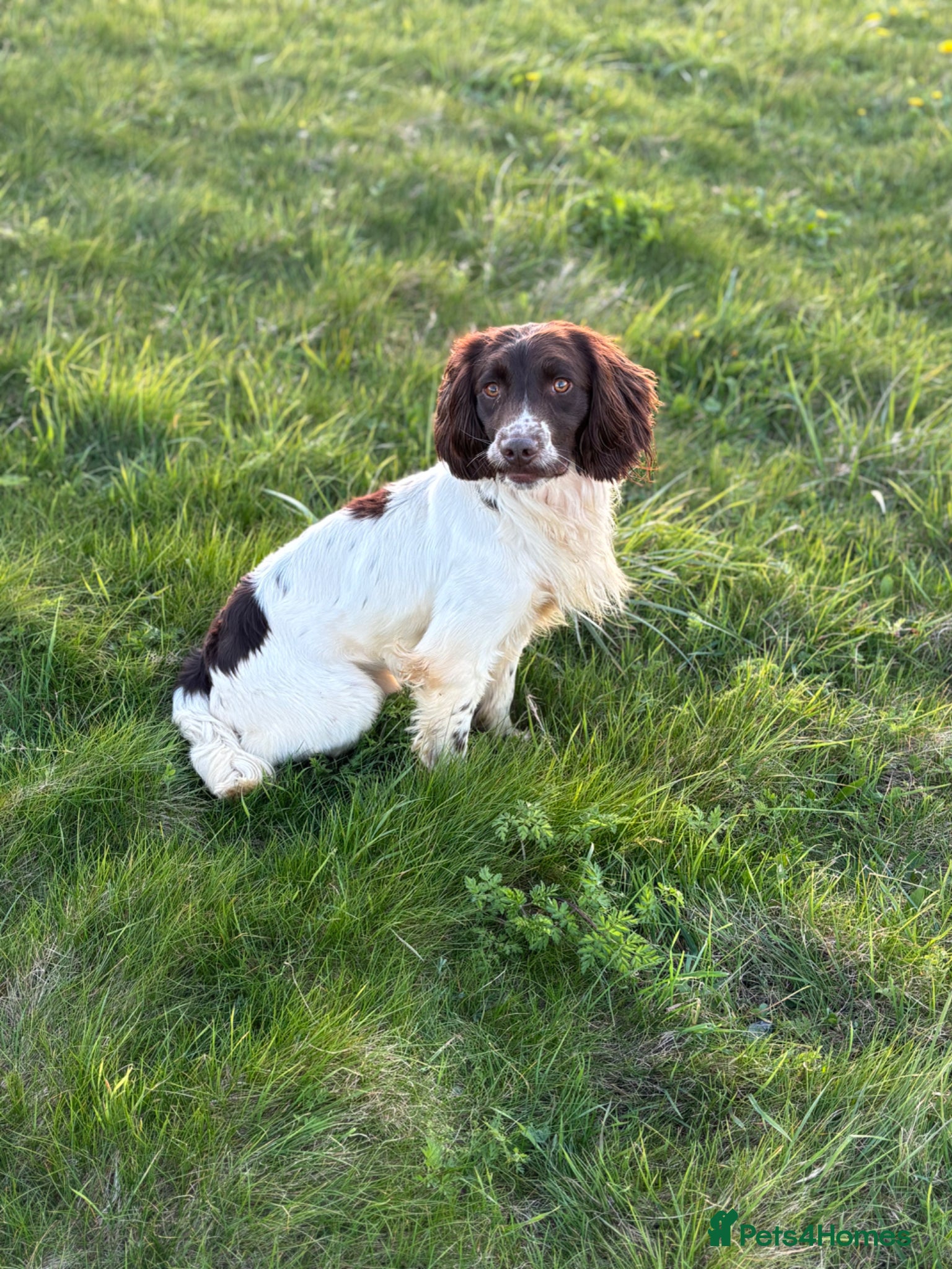English Springer Spaniel dogs Ned health tested available for stud - Advert 6