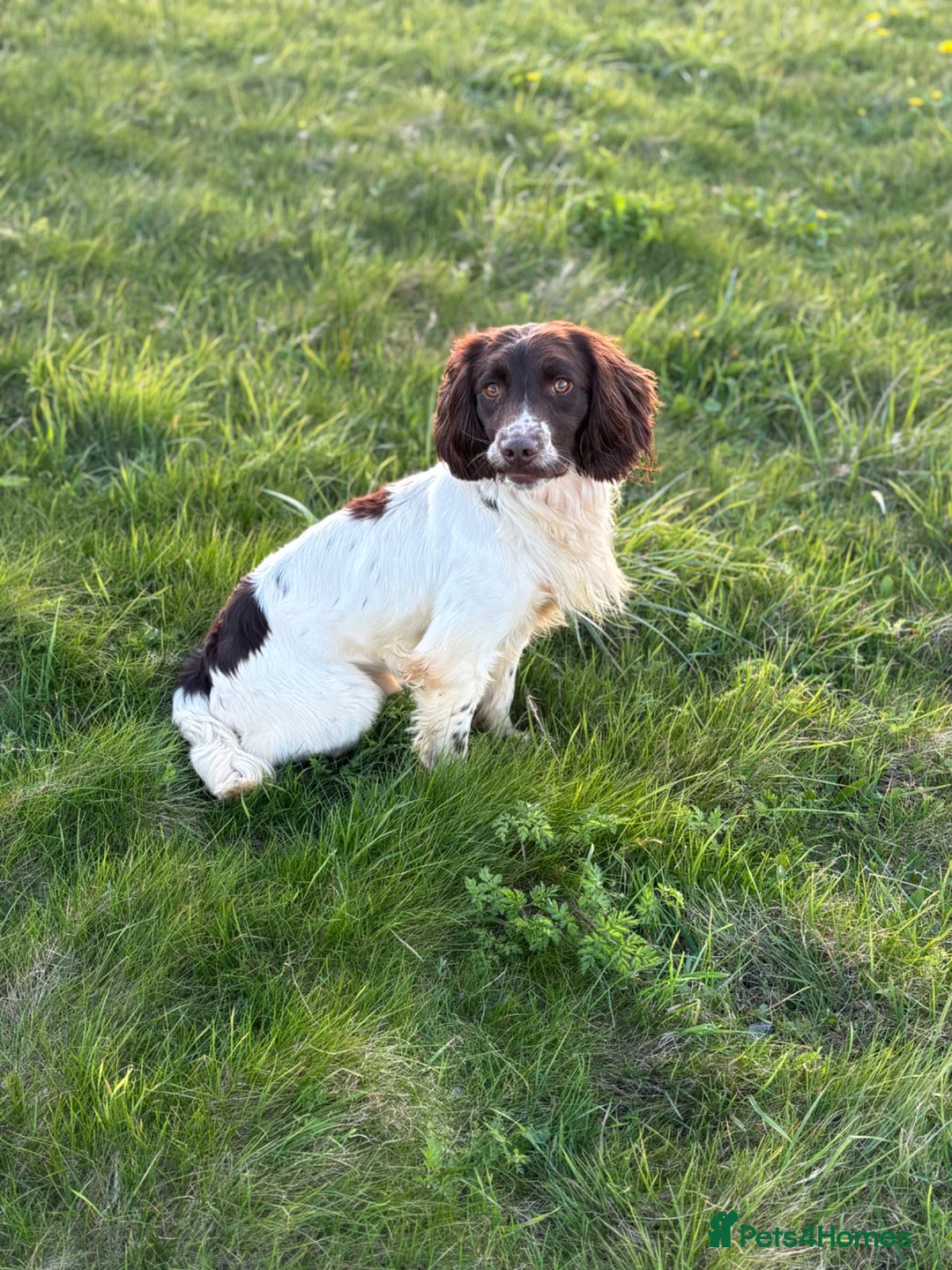 English Springer Spaniel dogs for stud: Ned health tested available for stud - Advert 1