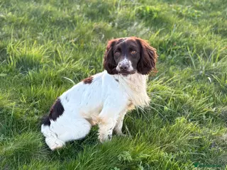English Springer Spaniel dogs Ned health tested available for stud - Advert 6