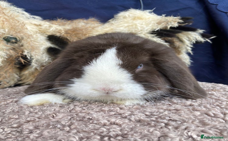 Mini Lop rabbits - Advert 3