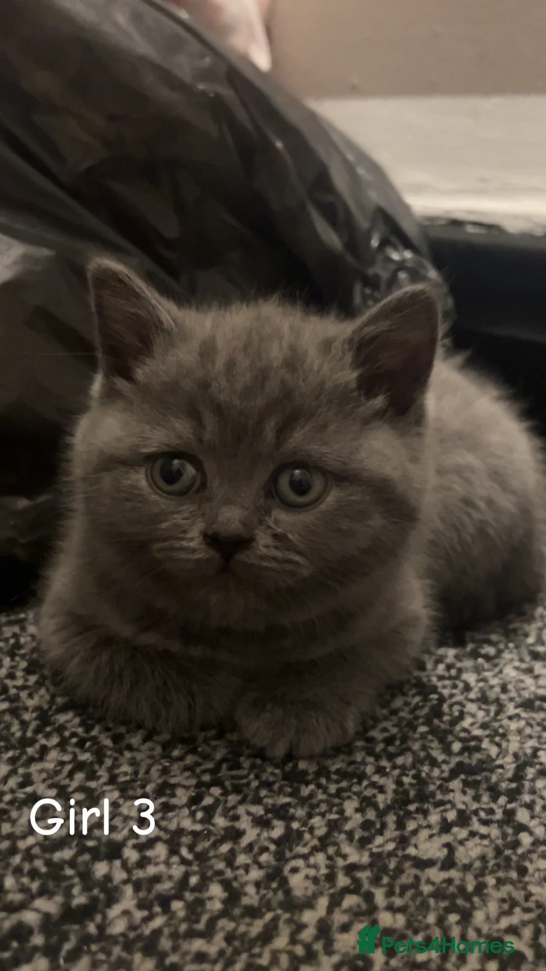 British Shorthair cats for sale: Beautiful BSH Kittens / GCCF registered  - Advert 18
