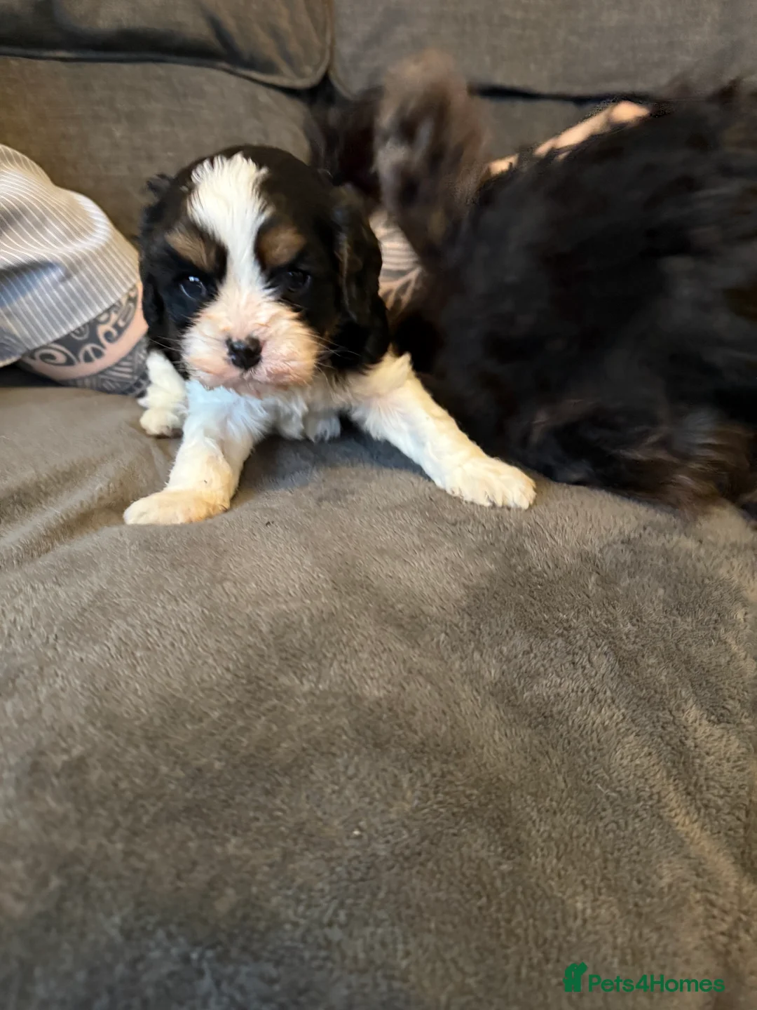 Cavapoo dogs for sale: Cavapoo  - Advert 5