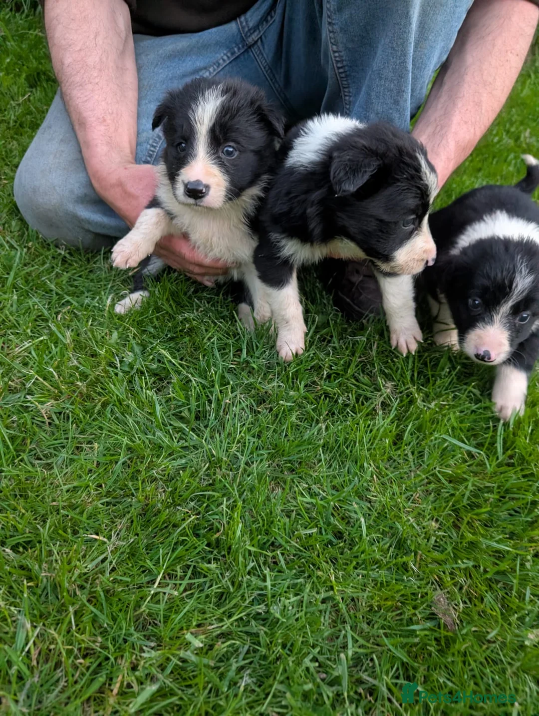 Border Collie dogs for sale: Isds registered pups  in Richmond - Advert 14