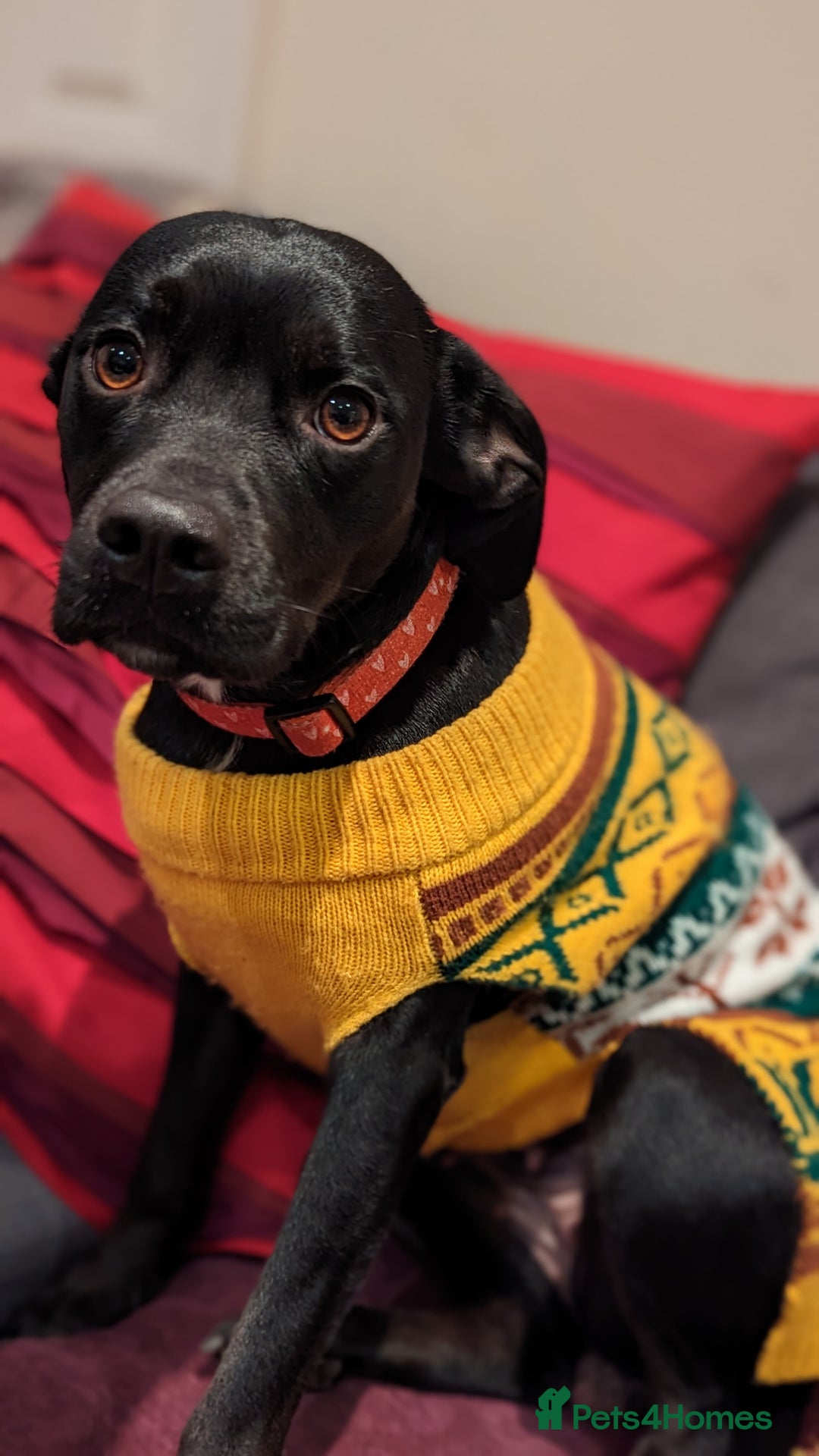 Mixed Breed dogs for sale: Sprocker puppies ready 10th Jan - Advert 4