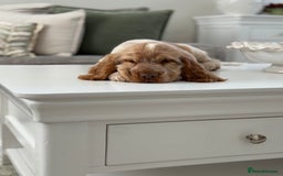 Cocker Spaniel dogs for sale: Show type cocker spaniels 🐶 ready now 🐶 - Image 14