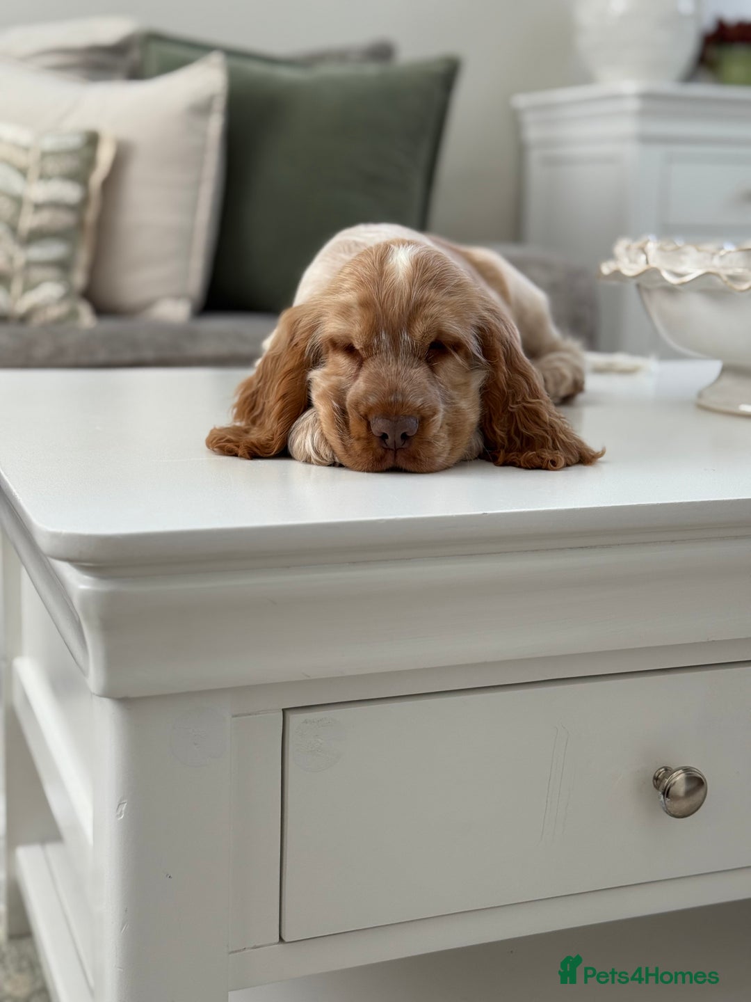 Cocker Spaniel dogs for sale: Show type cocker spaniels 🐶 ready now 🐶 - Image 14