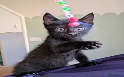 Mixed Breed cats for sale: Female and Male Ginger Kittens  - Image 11