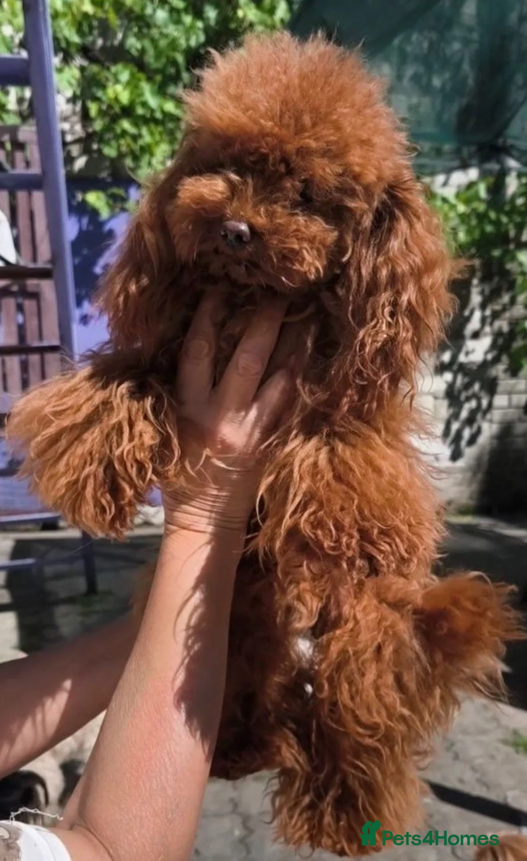 Poochon dogs for sale: F1 Poochon puppies Health Tested parents  - Advert 10