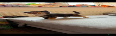 Mixed Breed 1