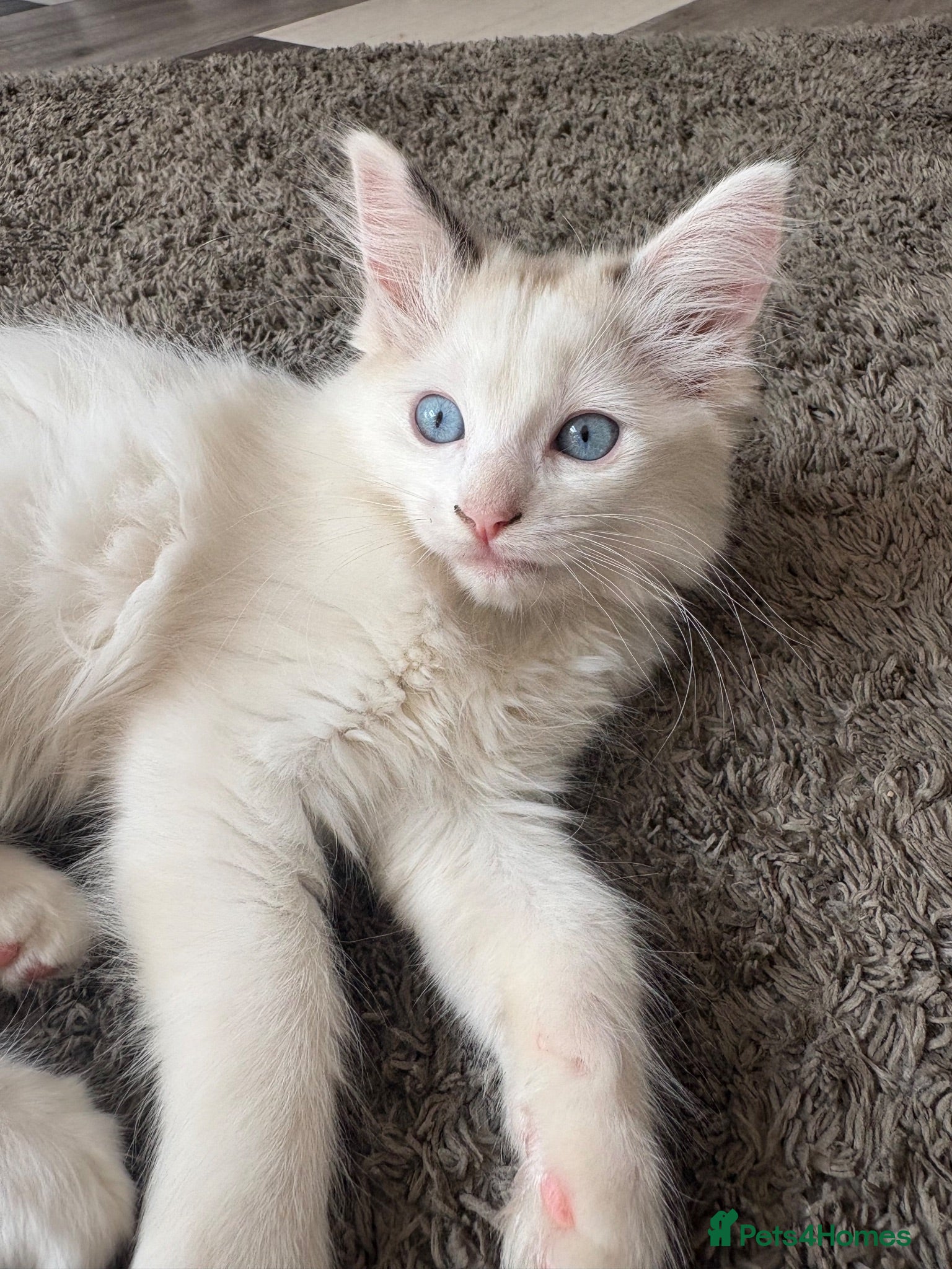 Ragdoll cats REDUCED Needing her forever home Ragdoll Kittens - Advert 1