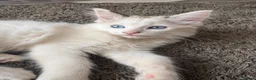 Ragdoll cats for sale: REDUCED Needing her forever home Ragdoll Kitten - Advert 1