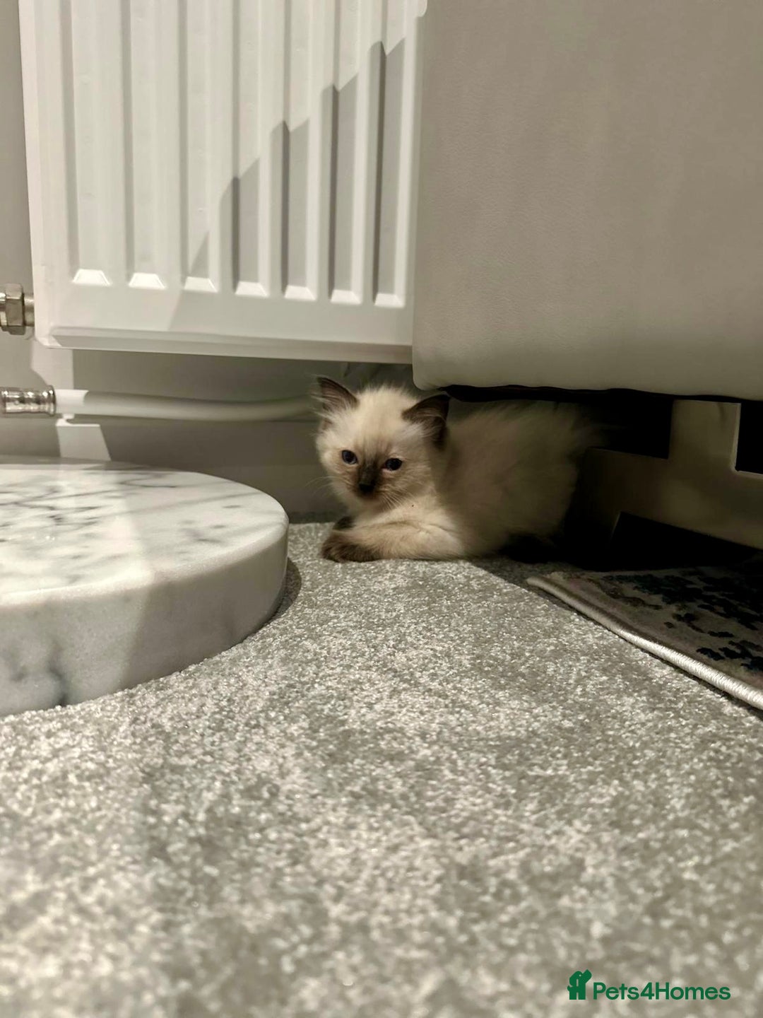 Ragdoll cats for sale: One male and one female left - Image 4