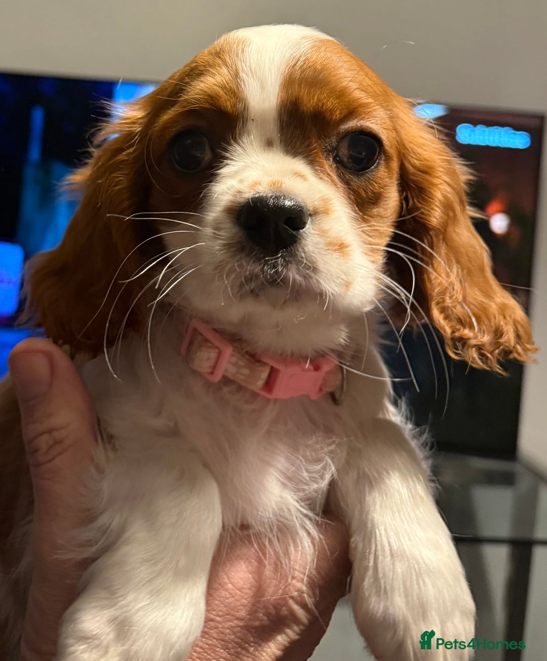 Cavalier King Charles Spaniel dogs for sale: ADORABLE HEALTH CLEAR CAVALIER KING CHARLES  - Advert 2