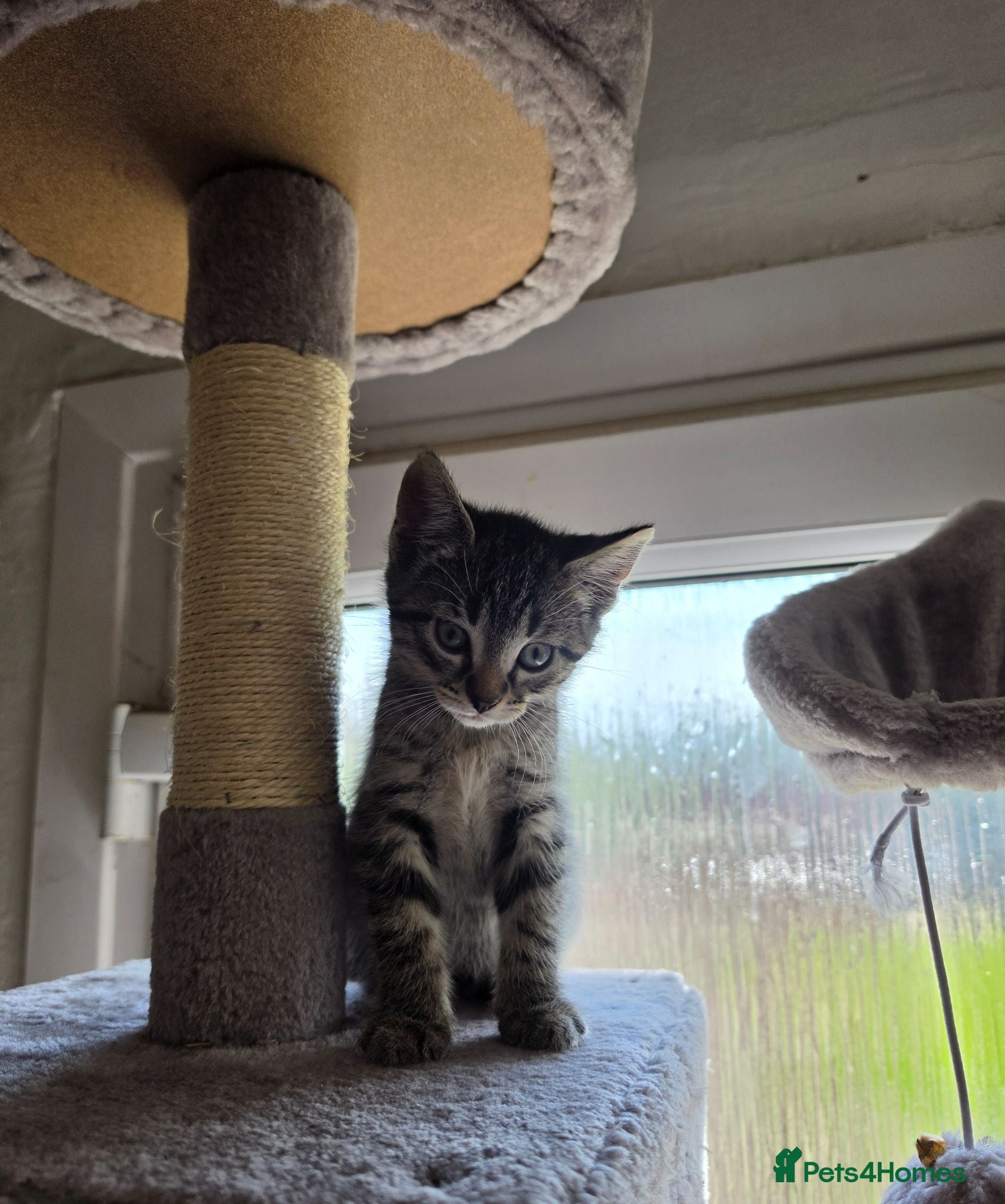 Mixed Breed cats Kittens for sale - Advert 18