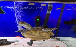 Terrapin reptiles for sale: 2 diamond back terrapins  - Image 9