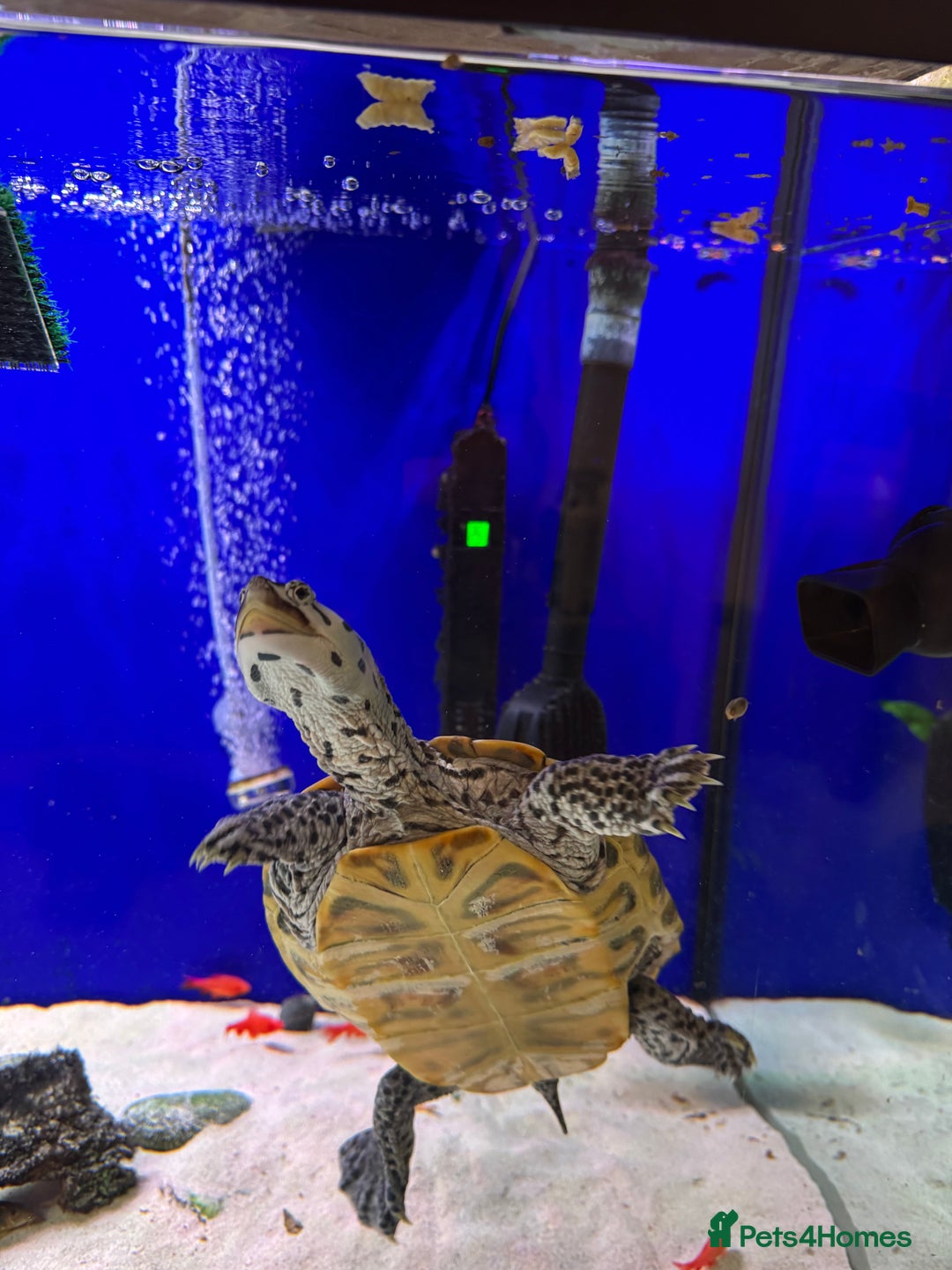 Terrapin reptiles for sale: 2 diamond back terrapins  - Image 9