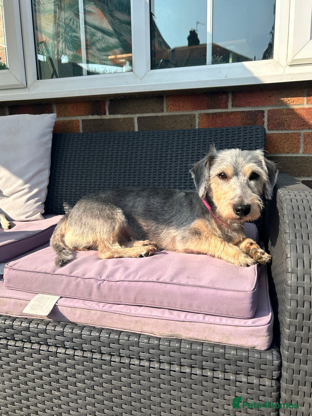 Mixed Breed dogs for sale: Nellie  - Image 7