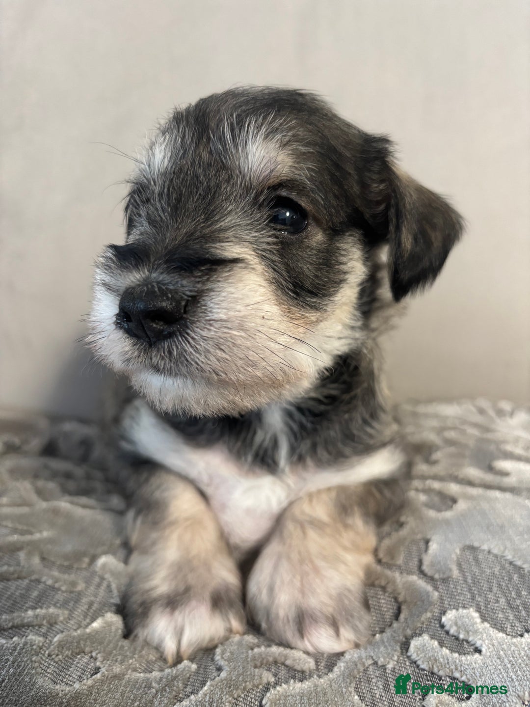 Miniature Schnauzer dogs for sale: Adorable Miniature Schnauzer Puppies KC Reg - Image 5
