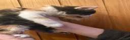 Maine Coon cats for sale: 3 beautiful Maine Coon kittens still available! - Advert 13