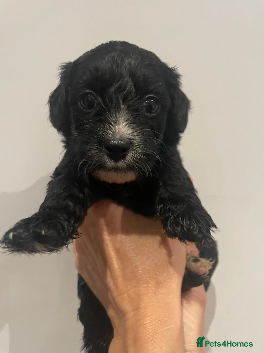 Cavapoo dogs for sale: Beautiful Cavapoo puppies for sale  - Advert 10