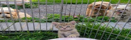 Mixed Breed cats for sale: Ready to leave... Gorgeous Bengal X Kittens - Advert 13