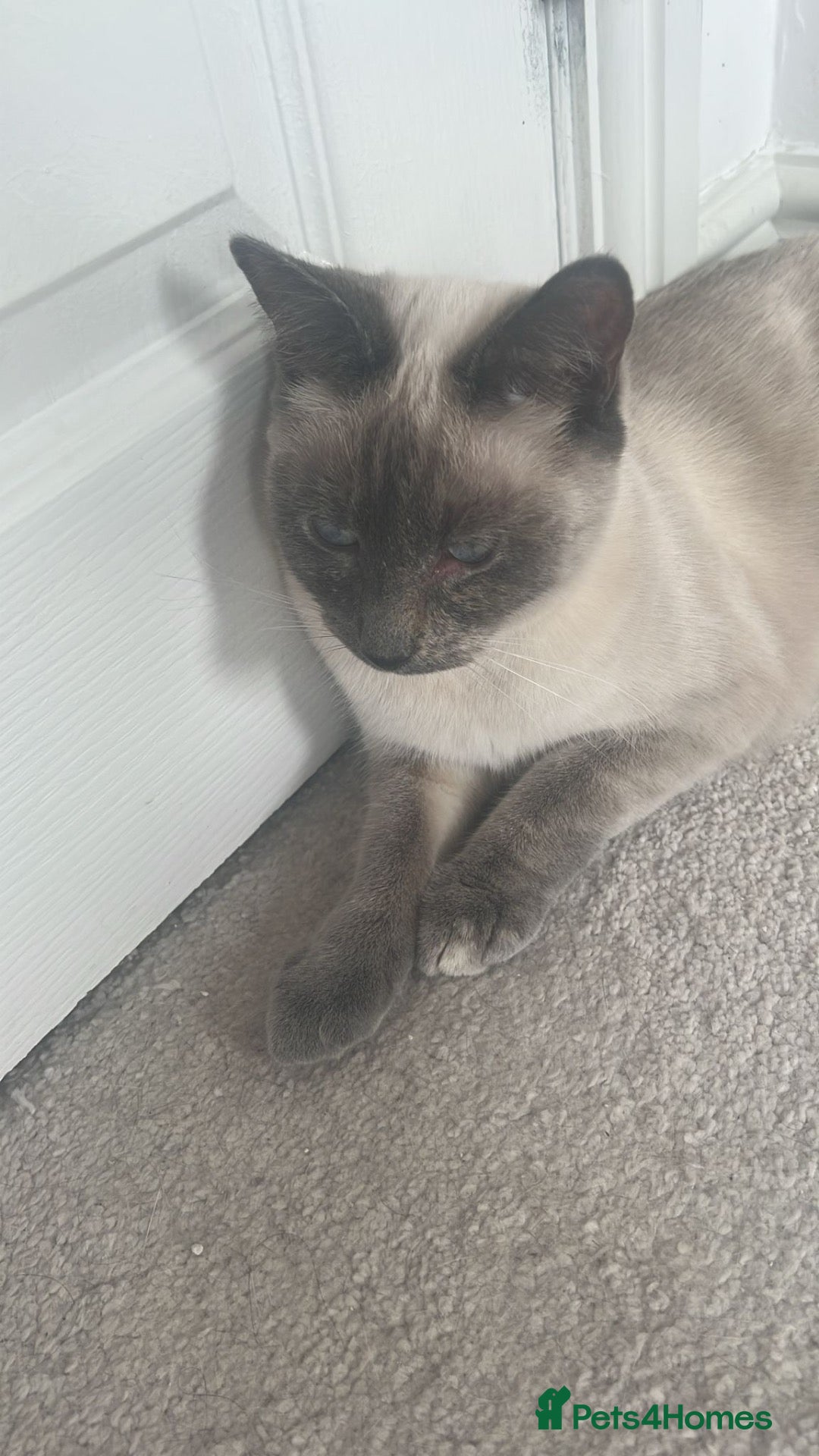 Mixed Breed cats for sale: 2 female cats  - Advert 7