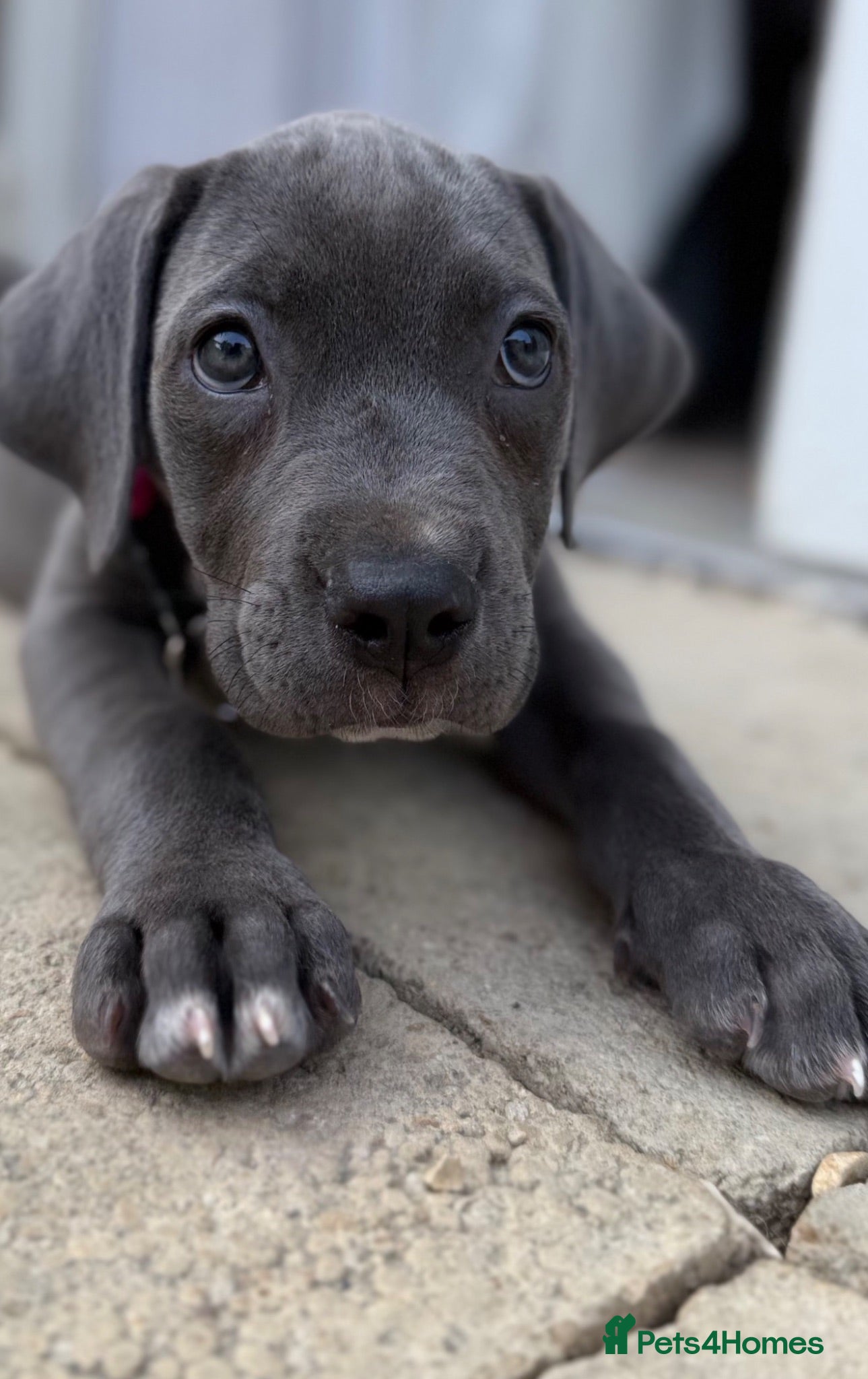 Cane Corso dogs Cane corso Puppy - Advert 16
